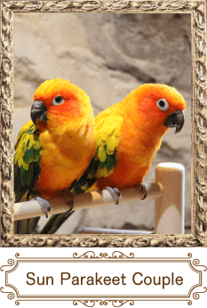 Sun Parakeet Couple