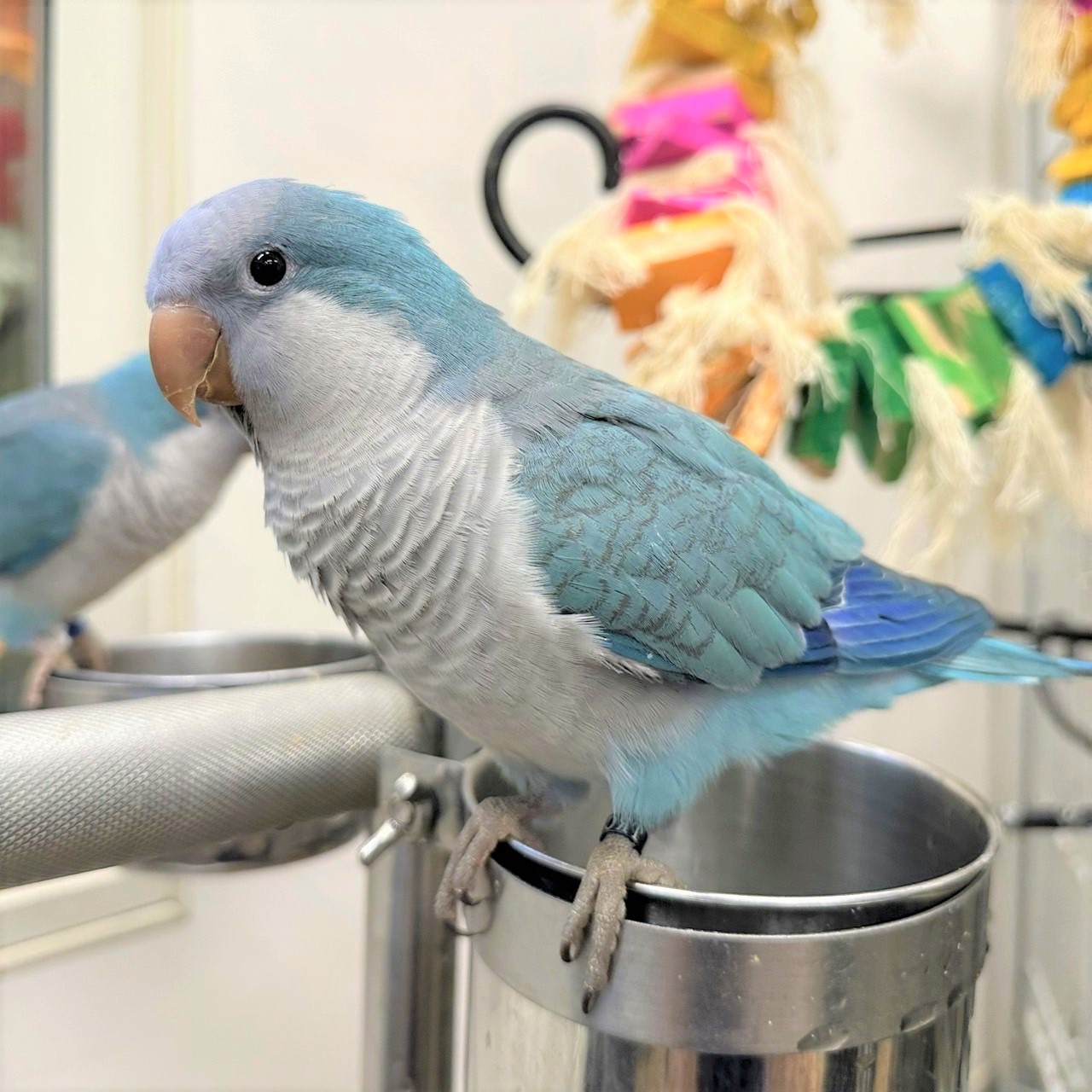 オキナインコ ブルー 販売 鳥のいるカフェ