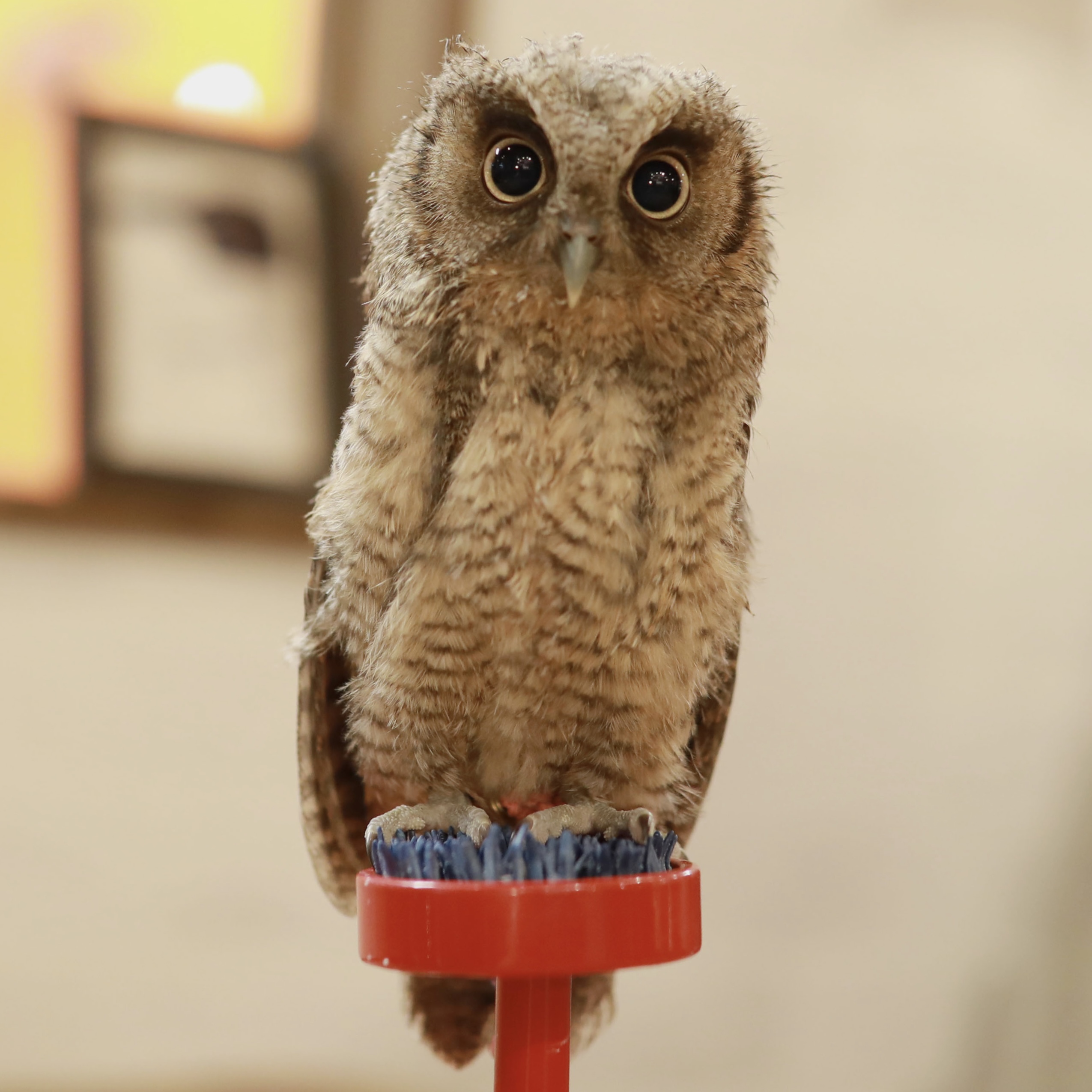 スピックスコノハズク 鳥のいるカフェ