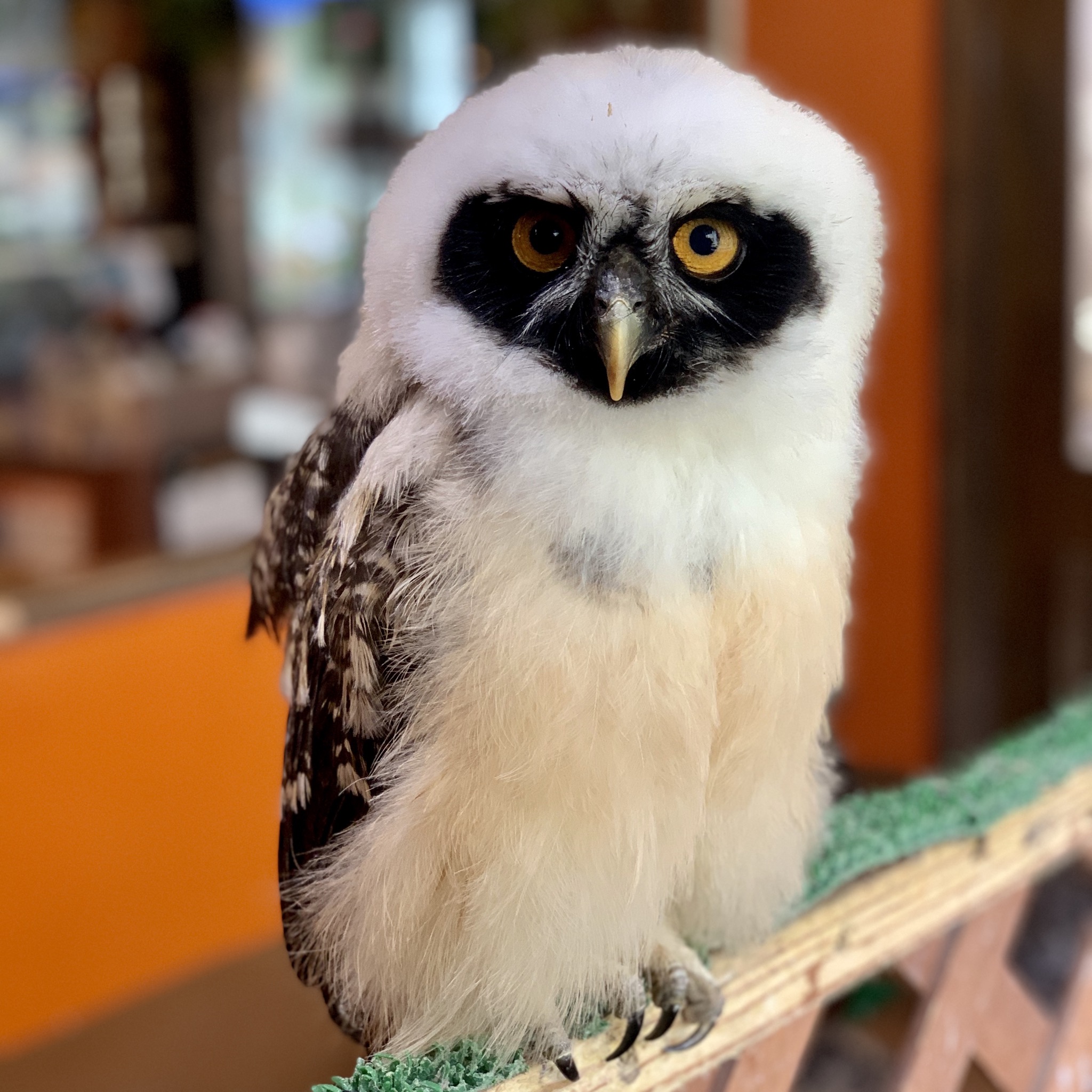 pet-owl-for-sale-anna-blog