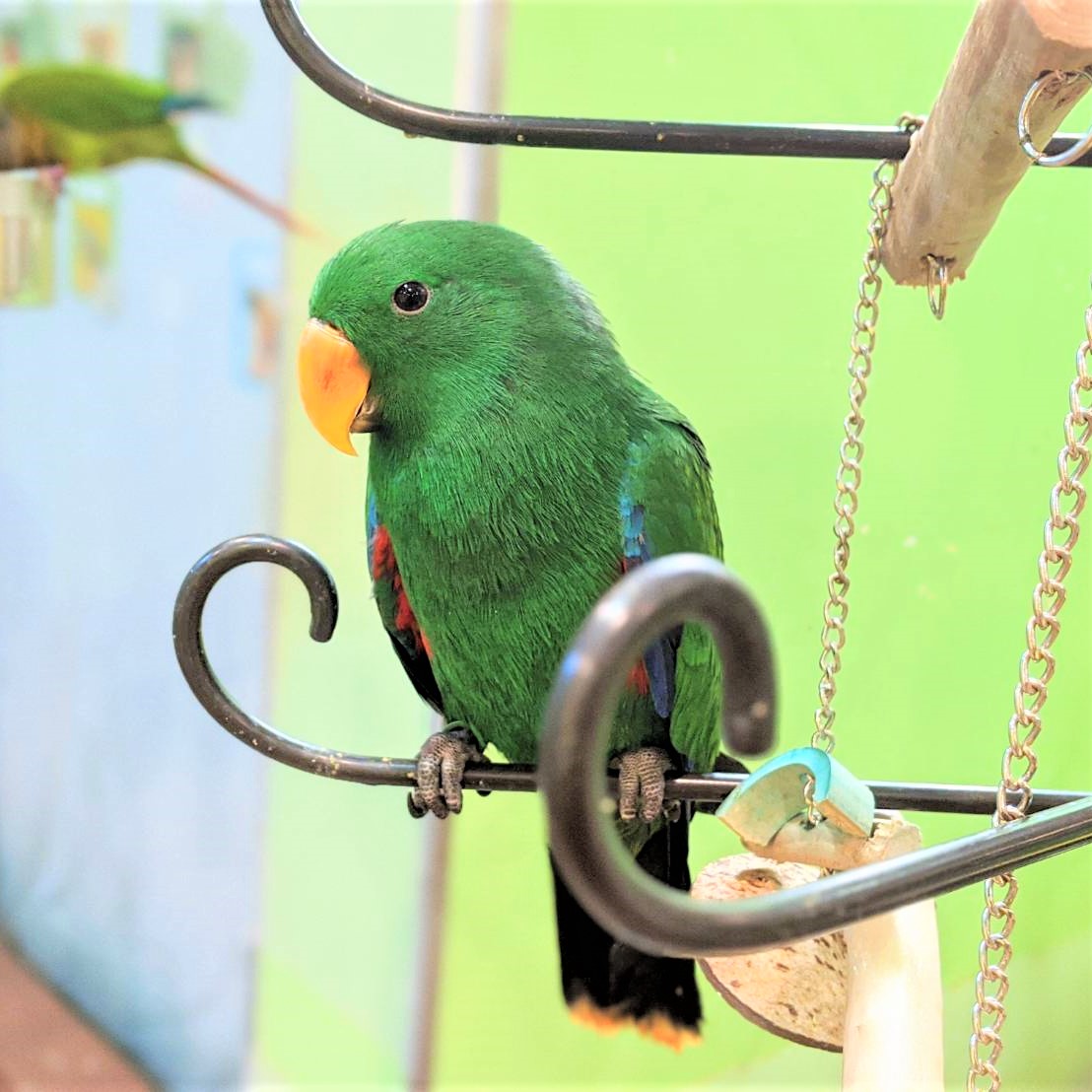 green pet birds