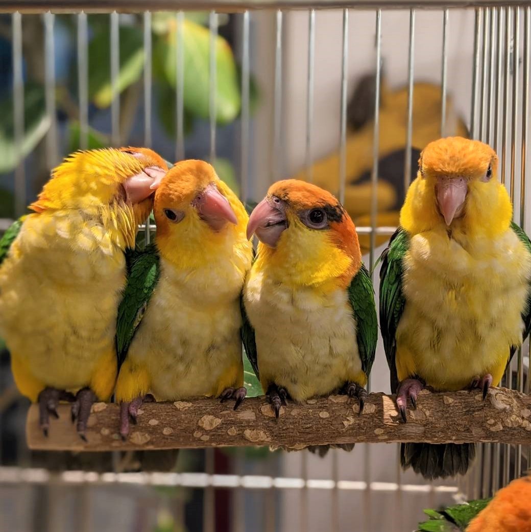 parrot store online