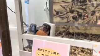 温度計にもたれながら寝る#ウロコインコ ちゃん
千駄木店で生まれたベビちゃんです🥰

#鳥のいるカフェ  #スヤスヤ #かわいい