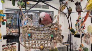 ブランコ遊びが上手な#モモイロインコ ちゃん🩷
一緒に揺れてる#ウロコインコ ちゃん も楽しそう✨️

#鳥のいるカフェ #ゆらゆら