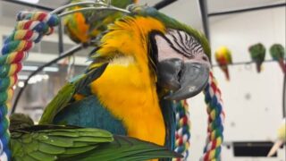 #ルリコンゴウインコ × #コミドリコンゴウインコ の"コンゴウインコ" コンビ🤝🏻

優しいルリちゃん、気づけばみんなの人気者になりつつあります🥰✨

 #鳥のいるカフェ千駄木店 #鳥のいるカフェ #ふれあい
