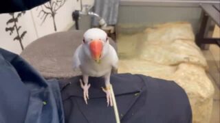 ずっと見ていられる豆苗ハムハム🌱

#鳥のいるカフェ　#ワカケホンセイインコ　#アルビノ　#販売