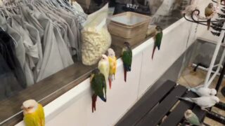 ポップコーン待機列🍿

#鳥のいるカフェ #ウロコインコ #ふれあい #販売