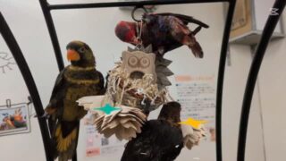 【M-076】アニマルフレンズ🦜👭
フクロウさんの巣をガジガジ🦉🤎
ナチュラルでかじりやすい素材がつまっています❤️🔥
#鳥のいるカフェ #バードトイ #ガジガジ
✨️お買い求めはこちらから✨️
https://toricafe.shop-pro.jp/?pid=189151955