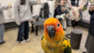 近づくと逃げてた#コガネメキシコインコ ちゃん
手の上で #ご機嫌ダンス を踊るくらい慣れました😚💖

#鳥のいるカフェ #ふれあい