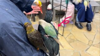 ちゃっかり乗られ、ぷんぷんしている #ナッキー 😂

#鳥のいるカフェ　#バードスタッフ　#ナキサイチョウ