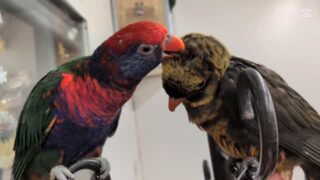 面倒見のいい ヒインコ×ゴシキセイガイインコ のハイブリッド ちゃん 甘え上手な #コシジロインコ  ちゃん ❤️🧡

#鳥のいるカフェ #ローリー #羽繕い