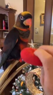 当店でお迎えされた #コシジロインコ のとらちゃん🧡
「とらちゃん」とお喋りする様子を送っていただきました🥰

 #鳥のいるカフェ