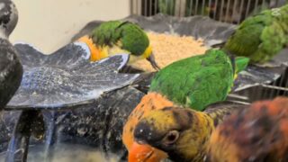 しっとりペレットがお好みのようです☺️🧡

#鳥のいるカフェ  #シロハラインコ #グルメ