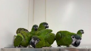 何気なく撮った動画の中に、思わずクスッとする行動がある鳥さんは見ていて面白い🥰

 #鳥のいるカフェ #コミドリコンゴウインコ #販売