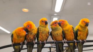 仲良しコガネちゃんズ🧡💚
ぎゅっと寄り添っているのがかわいいです☺️

#鳥のいるカフェ #コガネメキシコインコ #販売