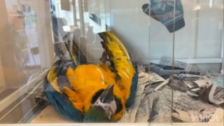 立派な赤ちゃんに成長中👶

#鳥のいるカフェ #ルリコンゴウインコ #ヘソ天