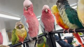 仲良しな #ウロコインコ と #モモイロインコ 一緒にお昼寝中

#鳥のいるカフェ