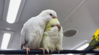 お風呂あがりのまったり2羽🛁

#鳥のいるカフェ　#ラブラブ　#オキナインコ　#販売