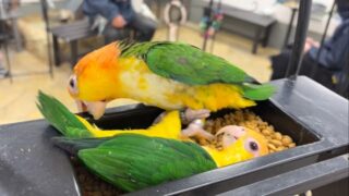 「絶対に手は離さない‼️」
#シロハラインコ ちゃんの強い意志を感じます😂

#鳥のいるカフェ　#日常　#行かないで