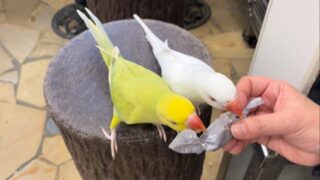 キュートすぎるキャンディシェア🍬🍭

#鳥のいるカフェ　#フォージングキャンディ　#ワカケホンセイインコ