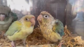 #ウロコインコ の #雛 ちゃんが仲間入りしました🥰
みんなとっても綺麗なカラーです🩵💛

#鳥のいるカフェ　#販売