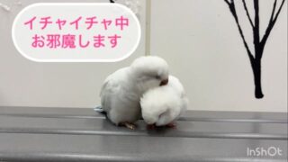 イチャイチャする2羽と構ってちゃん

#鳥のいるカフェ #オキナインコ #日常