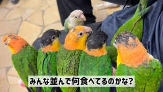 列になってもぐもぐ🍽️
何を食べているのでしょうか？🤭

#鳥のいるカフェ　#シロハラインコ　#販売　#鳥のいるカフェ千駄木店 #インコ