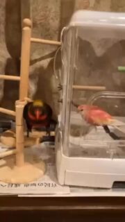 当店でお迎えいただいた #コシジロインコ のとらちゃん😆
お食事中のピーチちゃん(アキクサインコ)に猛アピール💨❗️
それに対して、微動だにしないピーチちゃん…
この温度差、たまりません…🥹
#鳥のいるカフェ