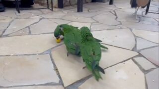 三連休たくさんのご来店ありがとうございました✨️
#コミドリコンゴウインコ ちゃんたちの
ラグビー?🏈の様子をお届け٩(ˊᗜˋ*)و
と、思いきや…😳😳
#鳥のいるカフェ #キョロちゃん #主役は私