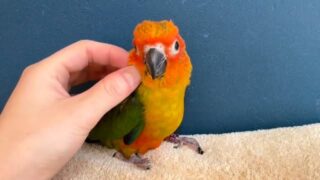 さし餌3回の #コガネメキシコインコ ちゃん、すくすく成長中❣️
さし餌から育てたい方は今のタイミングがオススメです📣
#鳥のいるカフェ #雛 #販売