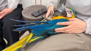お膝の上で #ヘソ天 に‼️
#甘えん坊 の #ルリコンゴウインコ ちゃん😍
#鳥のいるカフェ #販売