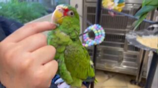 アマエンボウシインコ🦜
#通称 #コボウシインコ #鳥のいるカフェ