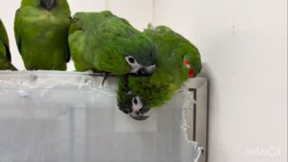 大人気 #コミドリコンゴウインコ サロンへようこそ💖
うっとり顔で気持ちよさそう☺️
順番待ちをしている子まで🤭
#鳥のいるカフェ #日常 #販売