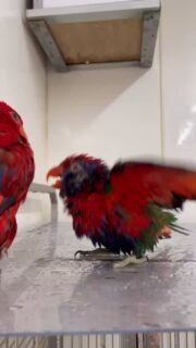 水浴びしてテンションMAX‼️
そのままお友達とプロレス🤣

#鳥のいるカフェ　#ハイブリッド （ヒインコ×ゴシキセイガイインコ）　#ローリー