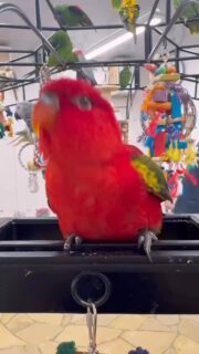 動画撮り始めたら、サービス精神旺盛な #ショウジョウインコ ちゃん💃✨️

🌱リング番号1278
🌱男の子
🌱2025/3/15生まれ

 #鳥のいるカフェ #販売  #ローリー