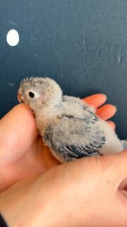 3羽の #ウロコインコ 、#ブルーワキコガネ  ちゃんをご紹介✨
鮮やかなブルーカラーに癒されます💙🌊

雛の姿、大人の姿、ぜひ見比べてみてください👀🦜

#鳥のいるカフェ　#お迎え募集中　#販売