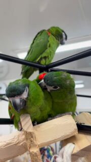 脇の下（翼の下）でぬくぬくしながら、ついでに相手の羽繕い…平和な時間🦜✨

#鳥のいるカフェ #コミドリコンゴウインコ #ぬくぬく動画