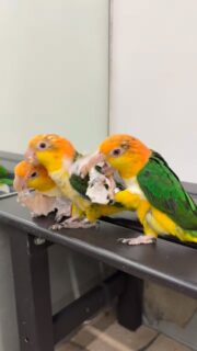 おやつを食べたあとの紙。
それも立派なおもちゃ❗️
ボロボロになるまで遊び尽くします💥

#鳥のいるカフェ #シロハラインコ #遊び好き