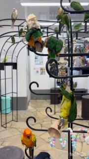 #ポップコーン は食べるだけじゃなくて、入れ物も #おもちゃ として遊んでくれます🙆‍♀️

#鳥のいるカフェ #シロハラインコ #ズグロシロハラインコ