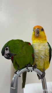 違う鳥種でも仲良しな2羽
お友達思いな #コミドリコンゴウインコ とくっついていたい #シロハラインコ

#鳥のいるカフェ #仲良し