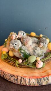 千駄木店で生まれた、綿毛の #ベビー 達🥰
雛の時間はあっという間…🐣
さし餌から育てたい！という方、ご連絡お待ちしております✨

公式LINE⬇️
page.line.me/443ossay?openQ

#鳥のいるカフェ　#お迎え募集中　#販売　#ウロコインコ