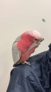 羽根がピカピカ✨お顔もとーっても美人な #モモイロインコ ちゃん🥰
気分がいいと自分からピョンッと乗ってきます😂❤️

🍀女の子
🍀2025年生まれ
🍀リング番号333

#鳥のいるカフェ　#お迎え募集中　#販売