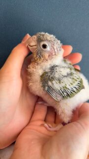 #ウロコインコ の #パイナップル ちゃんをご紹介❣️
ヨチヨチの子から大人まで🦜
元気が出る南国カラーです🏝️✨

#鳥のいるカフェ　#雛　#お迎え募集中