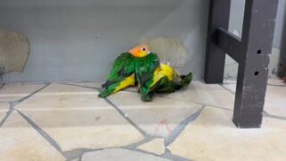 #シロハラインコ ちゃん集合＝情報量過多💨

#鳥のいるカフェ #可愛いが渋滞 #集合