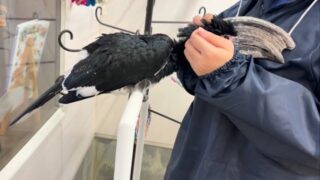 わんこ🐕かと思ったら、ナッキーでした🦜
#鳥のいるカフェ #ナキサイチョウ #ふれあい