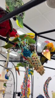 見た目の可愛さNo. 1❣️
かじりやすくて #インコ ちゃんも大喜びの せバードトイ✨
クレープの中身はラタンボールや紙、かじり棒など、楽しいものがいっぱい…🤤
お買い求めはこちらから⬇️
toricafe.shop-pro.jp/?pid=189880024
#鳥のいるカフェ #おもちゃ