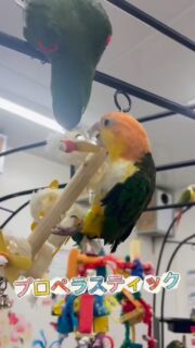 ヘチマと木の素材、可愛い見た目の #バードトイ⭐️
【M-035 プロペラスティック】
https://toricafe.shop-pro.jp/?pid=180865728
#鳥のいるカフェ #ヘチマ #中型インコ