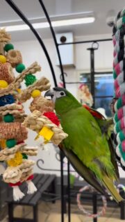 コーン素材でできた #バードトイ🌽
遊んでよし、壊してよし、満足度100％✨

【コーングコーング】
toricafe.shop-pro.jp/?pid=178826300

#鳥のいるカフェ #コミドリコンゴウインコ #コボウシインコ #ボウシインコ