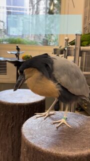 こんなに伸びるの!? 😳
意外すぎる #ヒロハシサギ ちゃんの首の長さ..!
最後までぜひ見てください🤣✨
#鳥のいるカフェ #お魚食べます #首長美人