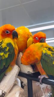 いったい何羽で集まってるの?
#鳥のいるカフェ #大集合 #コガネメキシコインコ